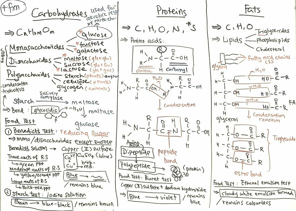 Ms Ng Secondary Biology and Chemistry tuition - Future Academy Tuition ...